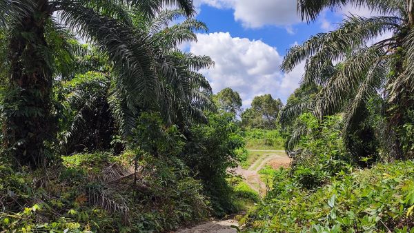 An 10.210 acs Agricultural Land with Oil Palm Tree